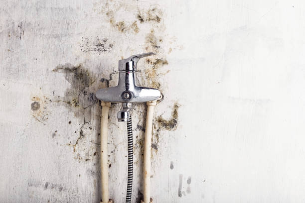 Best Emergency Mold Removal  in Cana, VA
