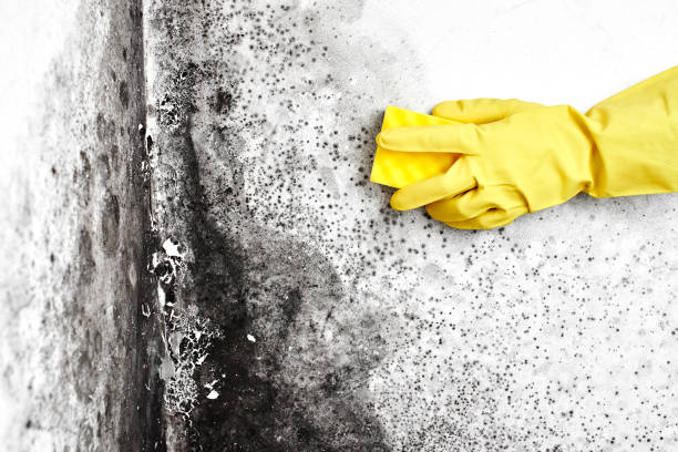 Best Local Mold Removal Service  in Cana, VA