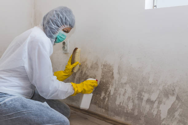 Best Best Mold Removal Companies  in Cana, VA
