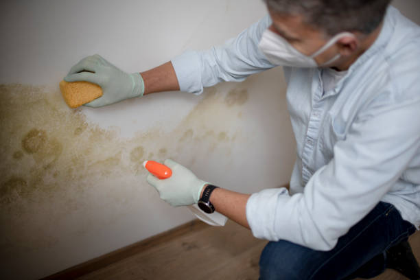 Best Black Mold Removal  in Cana, VA