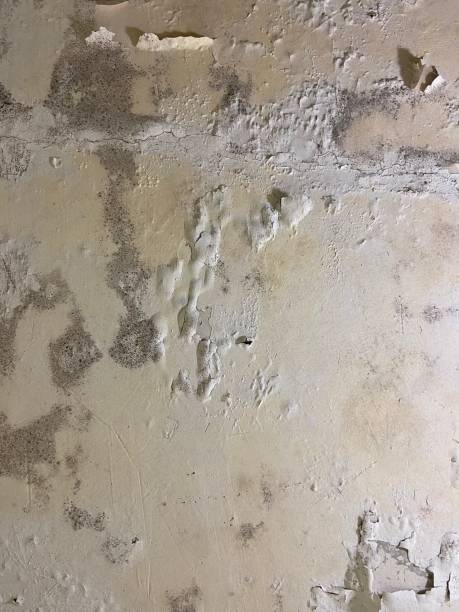 Mold Testing and Removal in Cana, VA