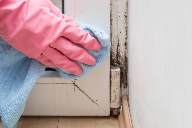 Best Mold Damage Repair  in Cana, VA